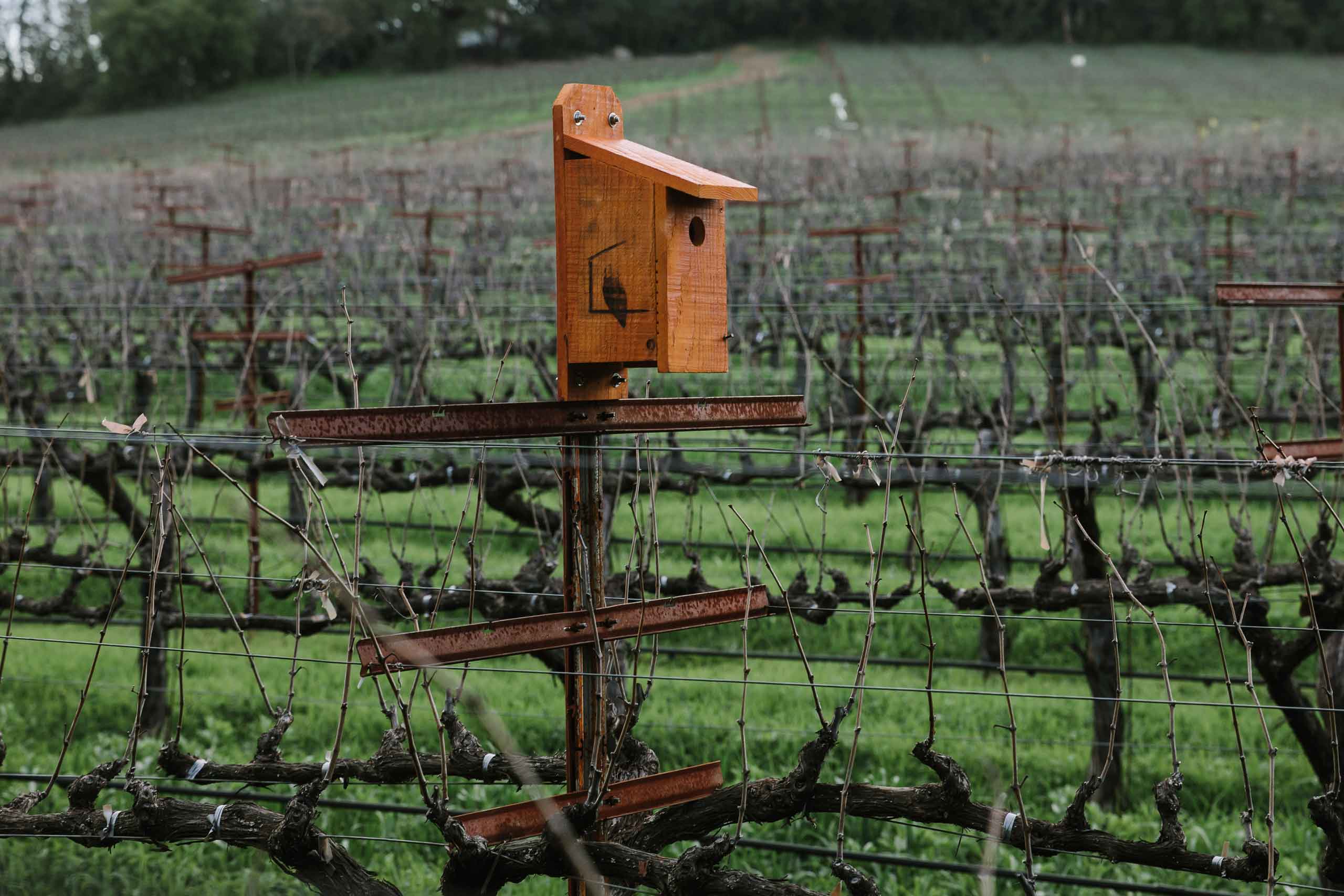 Chappellet vineyard birdbox