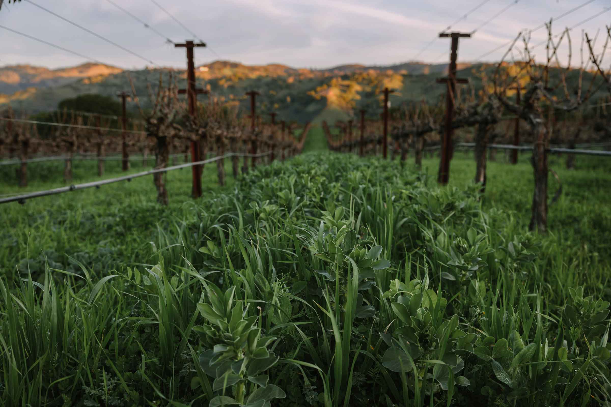 Chappellet cover crops skyline