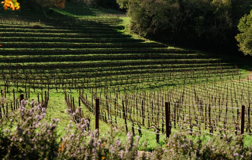 Lavender in front of vineyard