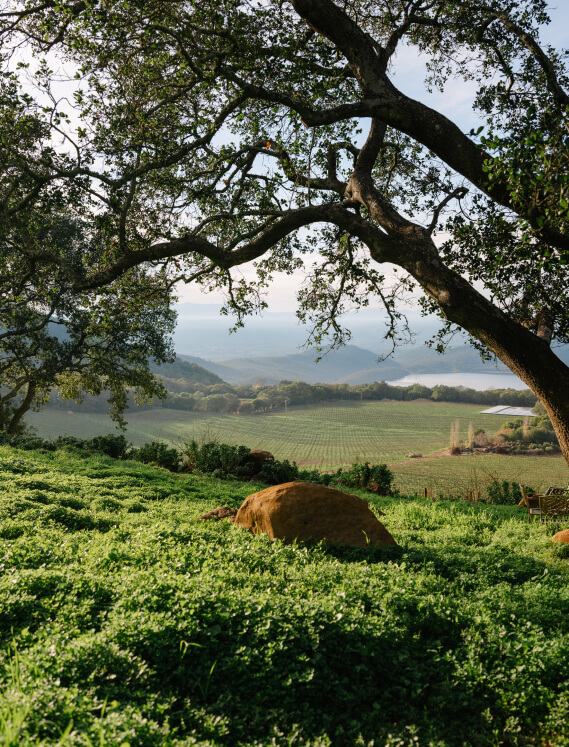 Pritchard hills tree