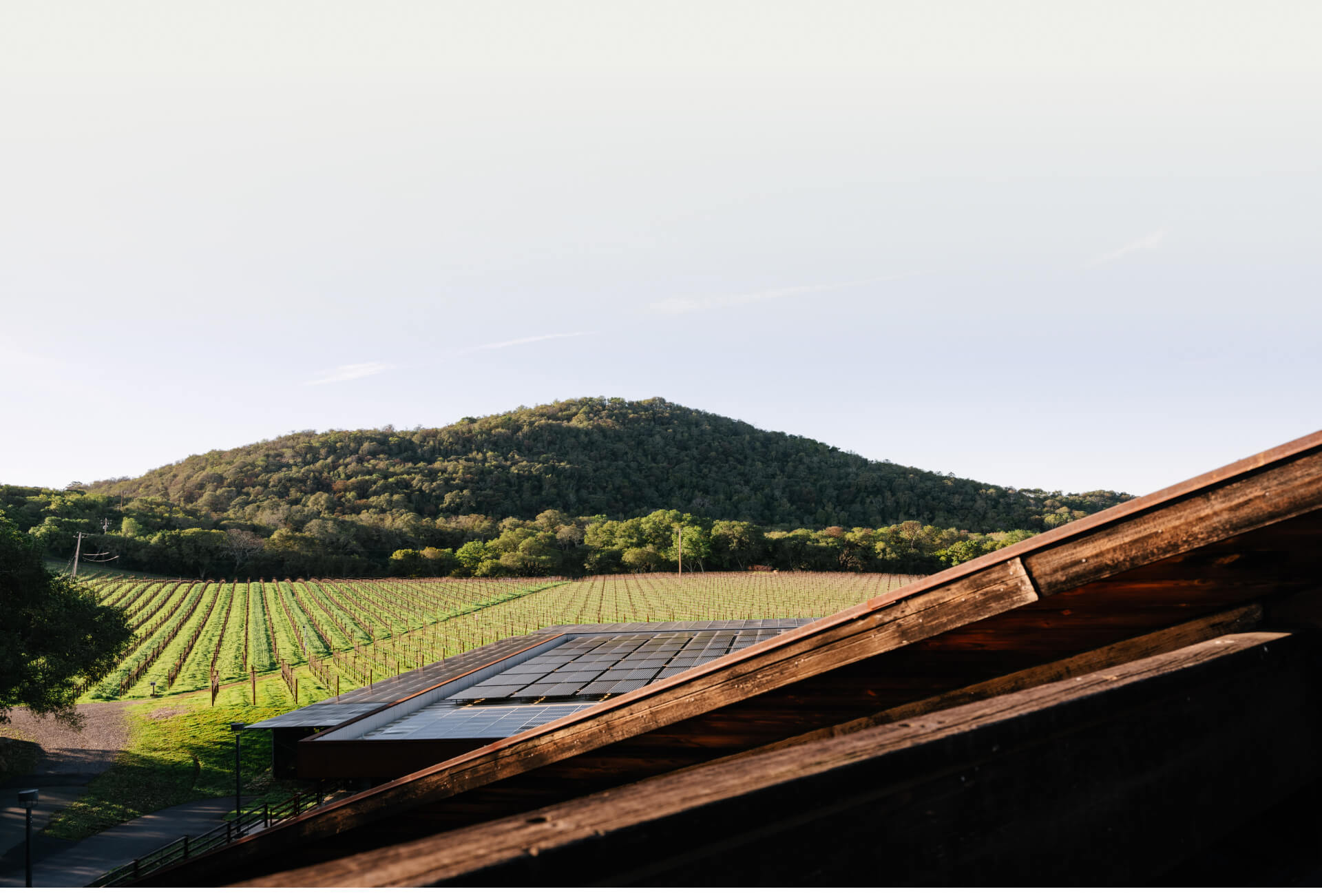 Chappellet vineyard and solar panels