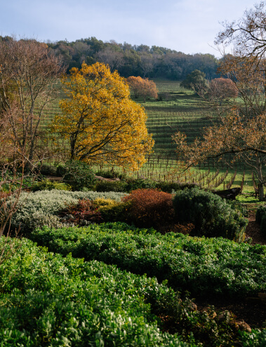 Chappellet vineyard winter