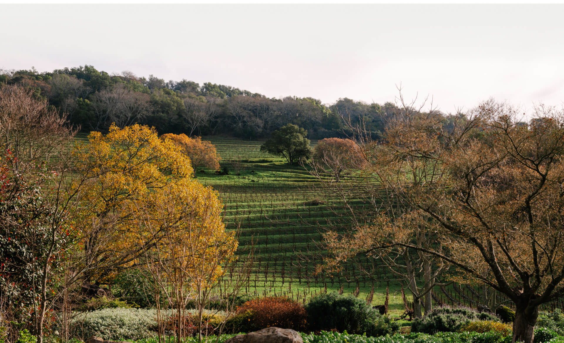 Chappellet Vineyard during Winter