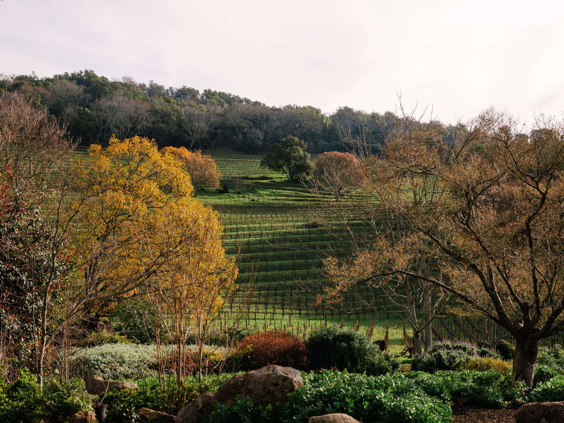 Chappellet vineyards